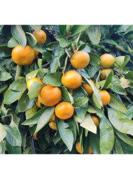 Mandarinier satsuma. Citrus x unshiu ’Owari’