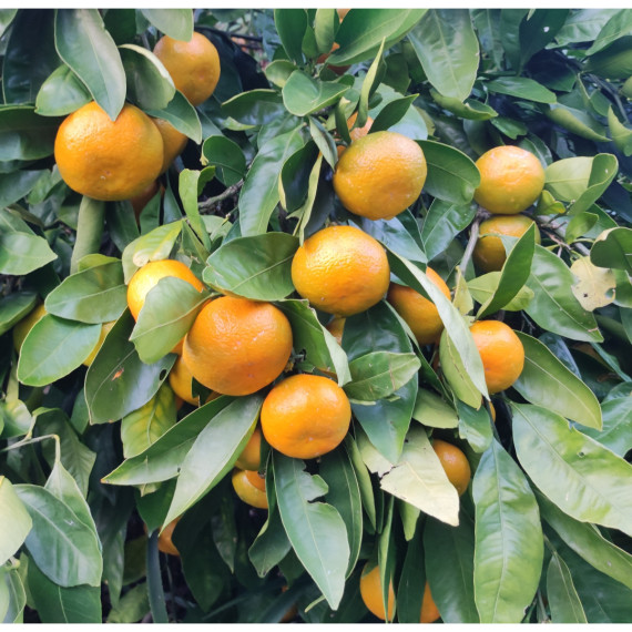 Mandarinier satsuma. Citrus x unshiu ’Owari’