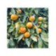 Mandarinier satsuma. Citrus x unshiu ’Owari’