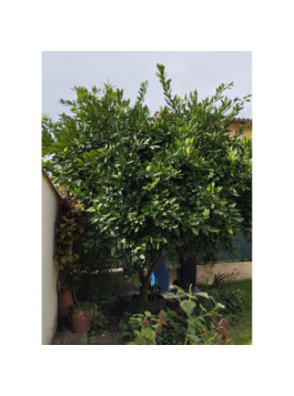 Mandarinier satsuma. Citrus x unshiu ’Owari’