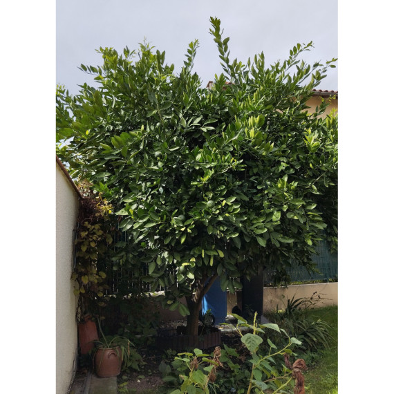 Mandarinier satsuma. Citrus x unshiu ’Owari’