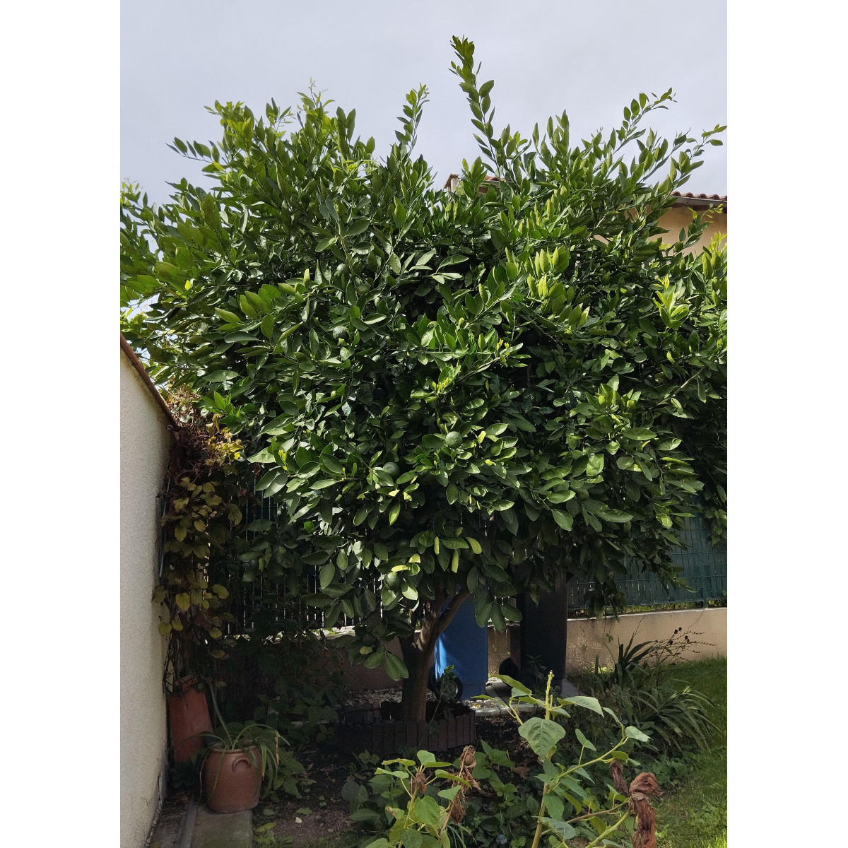 Mandarinier satsuma. Citrus x unshiu ’Owari’