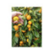 Mandarinier satsuma okitsu - Citrus x unshiu satsuma