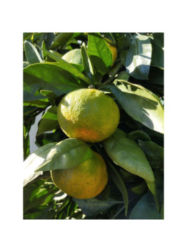 Mandarine satsuma. Citrus x unshiu 'Iwasaki®'