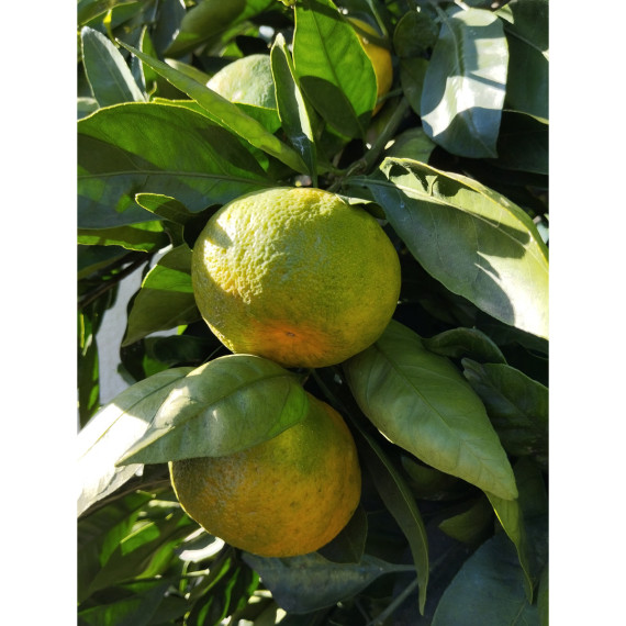 Mandarine satsuma. Citrus x unshiu 'Iwasaki®'