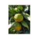 Mandarine satsuma. Citrus x unshiu 'Iwasaki®'
