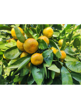 Mandarinier satsuma - Citrus x unshiu ’hashimoto’