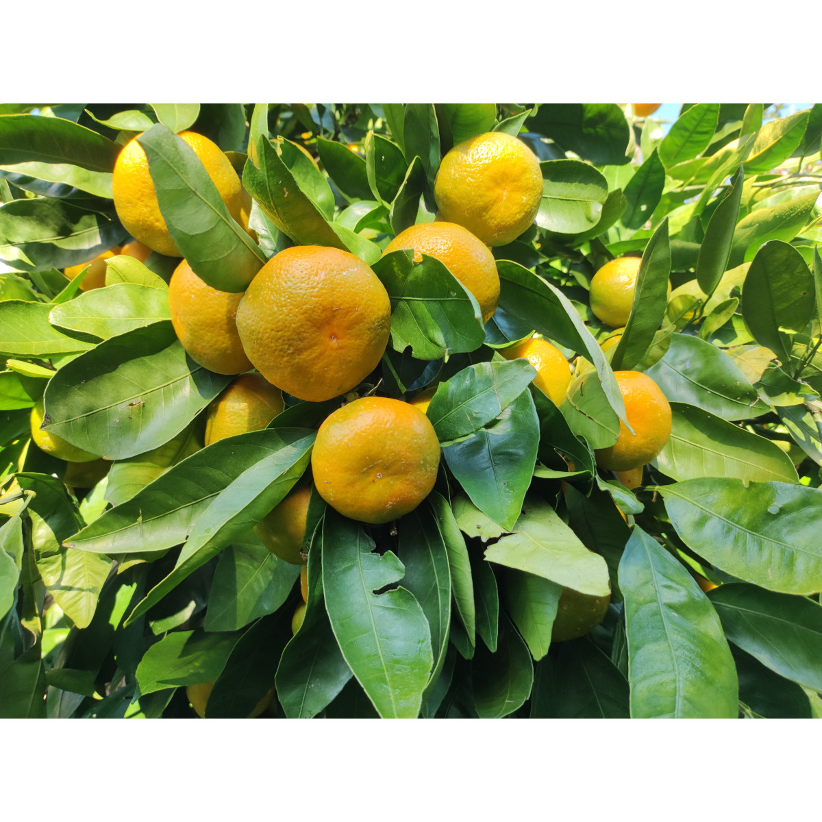 Mandarinier satsuma - Citrus x unshiu ’hashimoto’