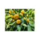 Mandarinier satsuma - Citrus x unshiu ’hashimoto’