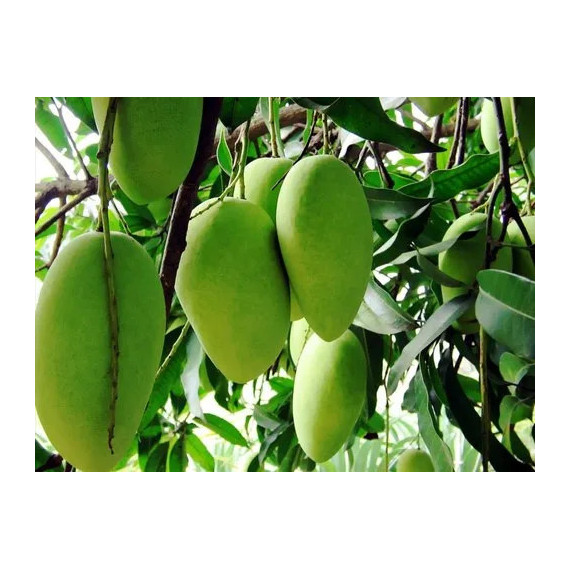 Manguier 'Alfonso' - Mangifera indica