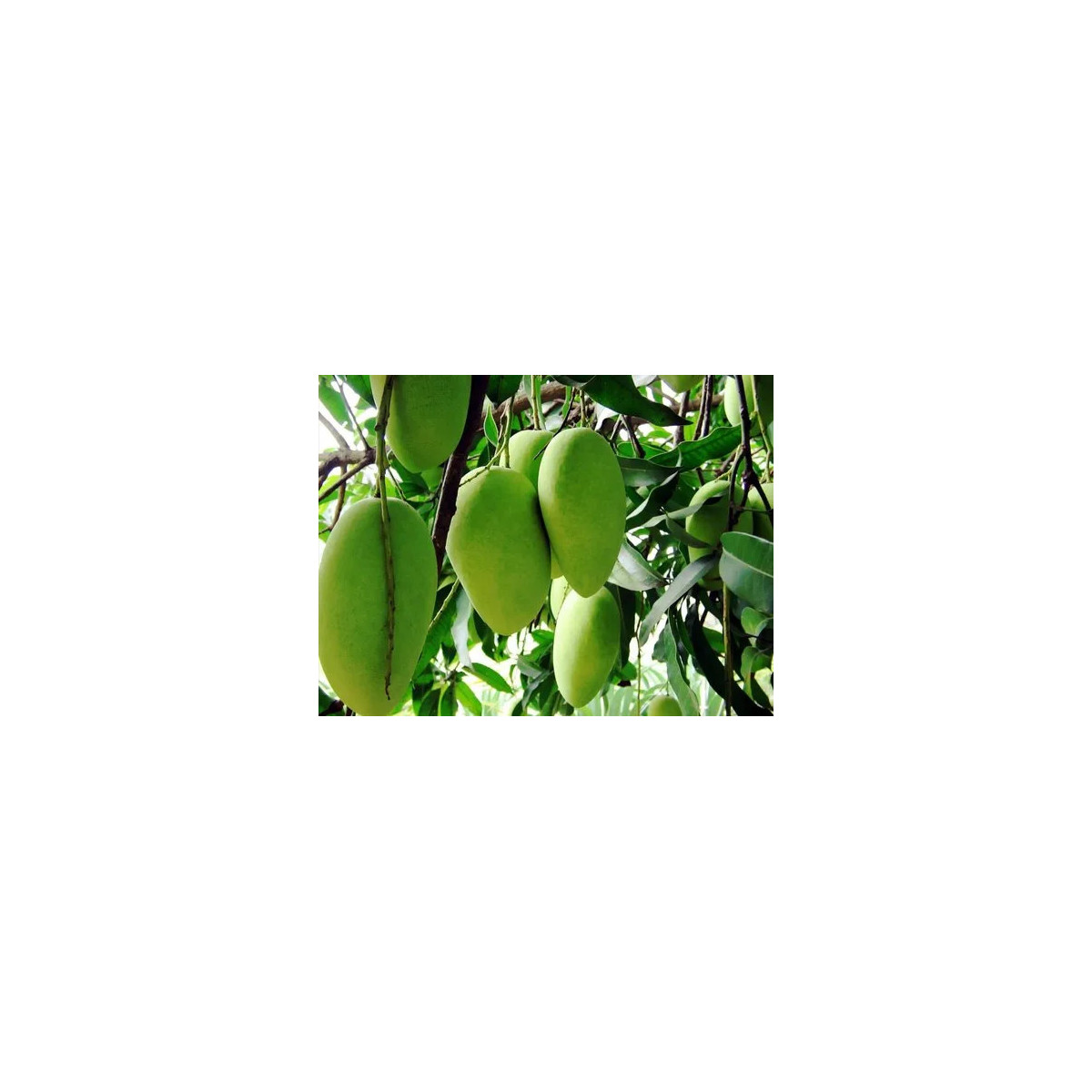 Manguier 'Alfonso' - Mangifera indica