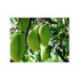 Manguier 'Alfonso' - Mangifera indica