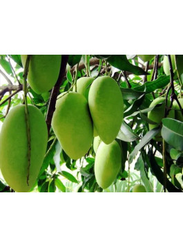 Manguier 'ataulfo' - Mangifera indica