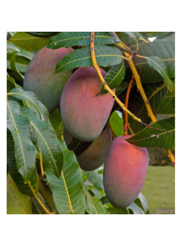 Manguier Glenn - Manguifera indica