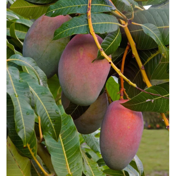 Manguier Glenn - Manguifera indica