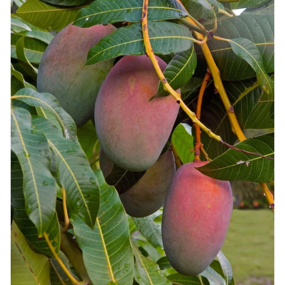 Manguier Glenn - Manguifera indica