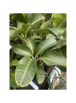 Manguier Gomera - Mangifera indica
