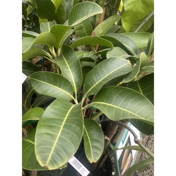 Manguier Gomera - Mangifera indica