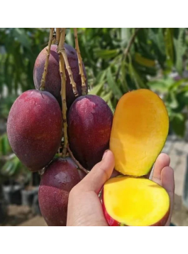 Manguier Irwin - Mangifera indica