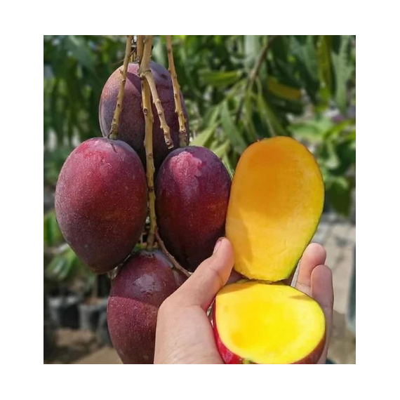 Manguier Irwin - Mangifera indica