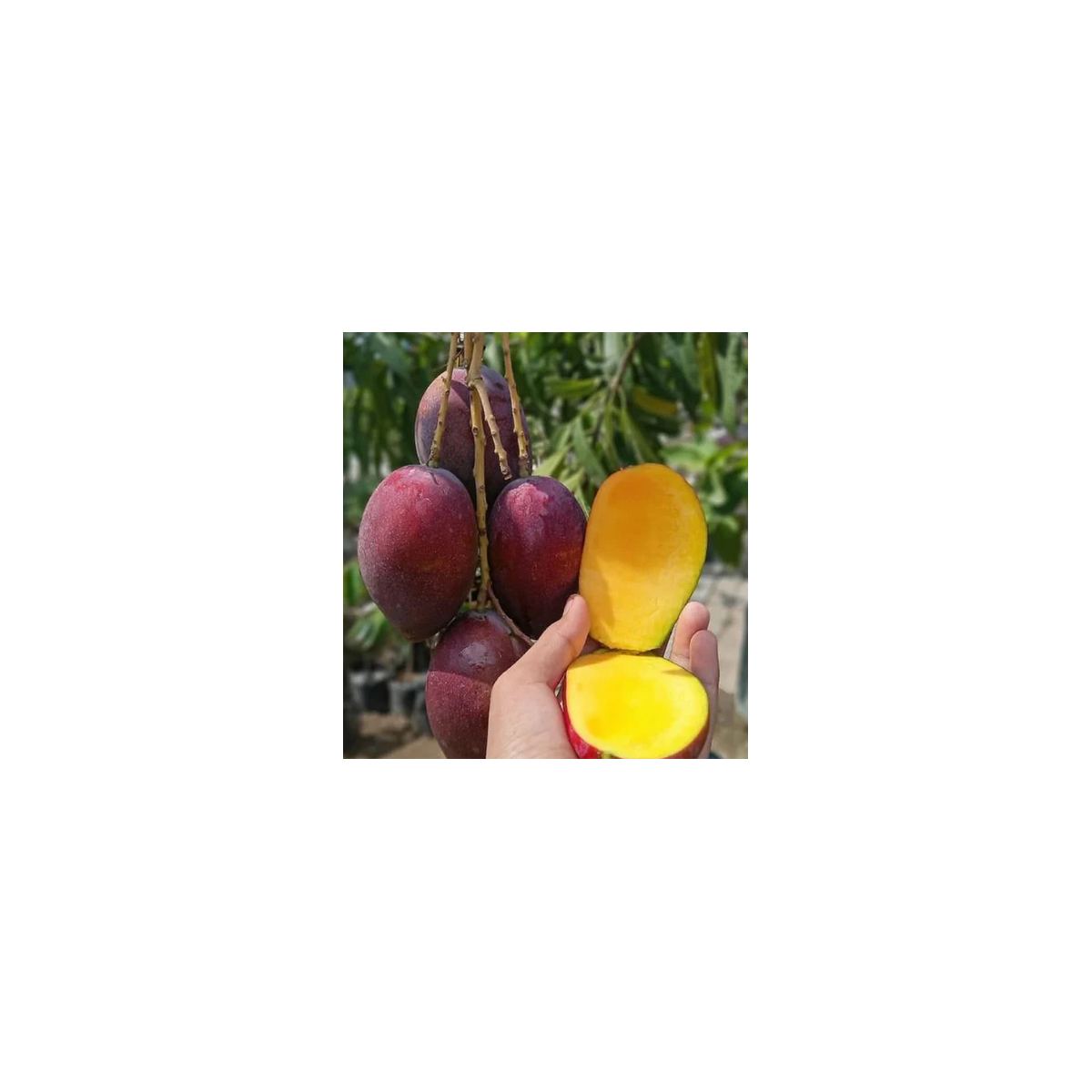 Manguier Irwin - Mangifera indica