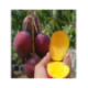 Manguier Irwin - Mangifera indica