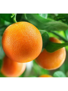 Oranger "Citrus x sinensis 'Fukumoto'"