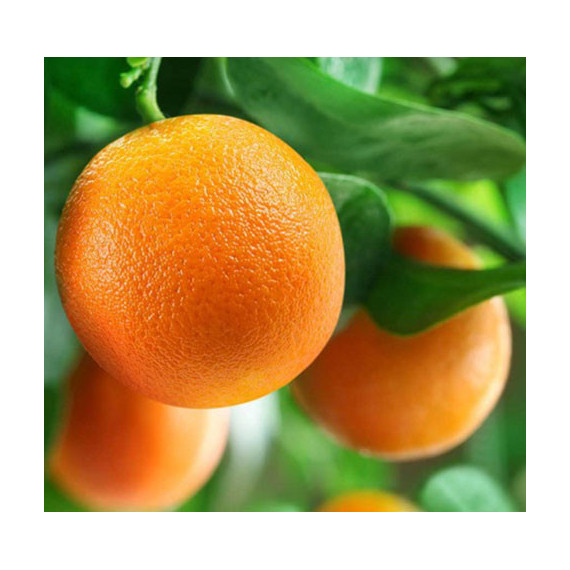 Oranger "Citrus x sinensis 'Fukumoto'"