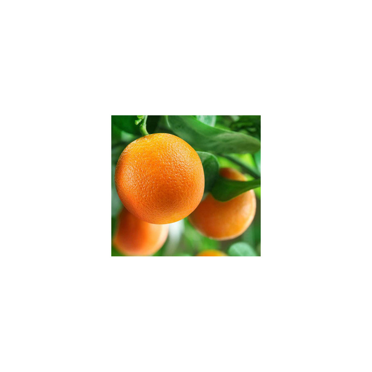 Oranger "Citrus x sinensis 'Fukumoto'"