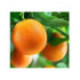 Oranger "Citrus x sinensis 'Fukumoto'"