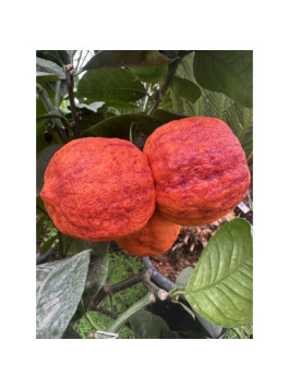Oranger Arcobal - citrus sinensis x citrus meyerii