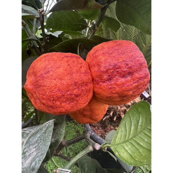 Oranger Arcobal - citrus sinensis x citrus meyerii