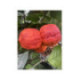 Oranger Arcobal - citrus sinensis x citrus meyerii