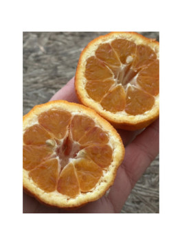 Oranger Arcobal - citrus sinensis x citrus meyerii