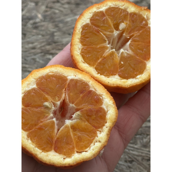 Oranger Arcobal - citrus sinensis x citrus meyerii
