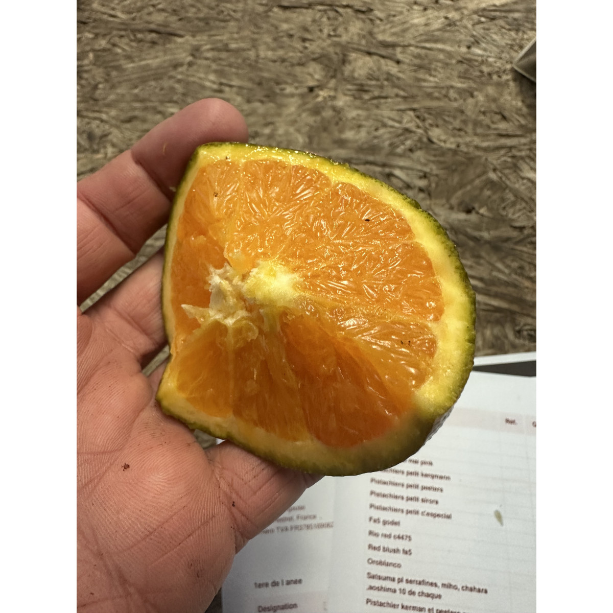 Oranger navel chocolat - Citrus x sinensis navel chocolat