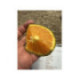 Oranger navel chocolat - Citrus x sinensis navel chocolat