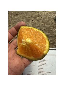 Oranger navel chocolat - Citrus x sinensis navel chocolat