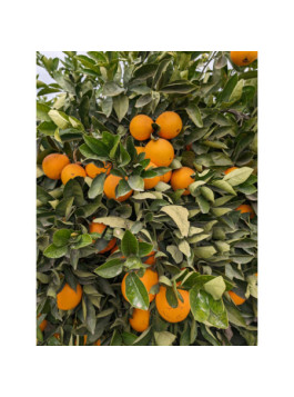 Oranger Valencia midknight - Citrus sinensis 'valencia Midknight'