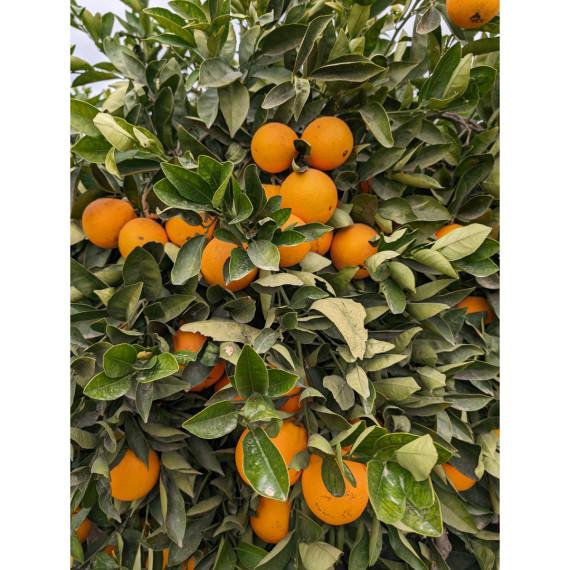 Oranger Valencia midknight - Citrus sinensis 'valencia Midknight'