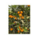 Oranger Valencia midknight - Citrus sinensis 'valencia Midknight'