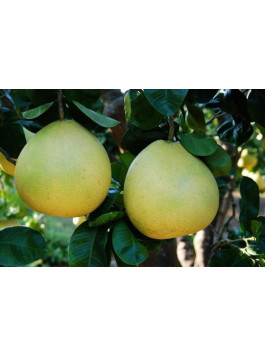 Pamplemousse 'Shaddock' - Citrus maxima