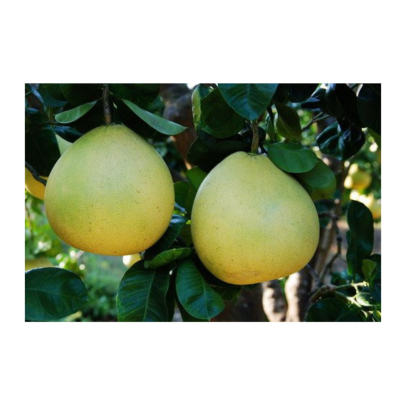 Pamplemousse 'Shaddock' - Citrus maxima