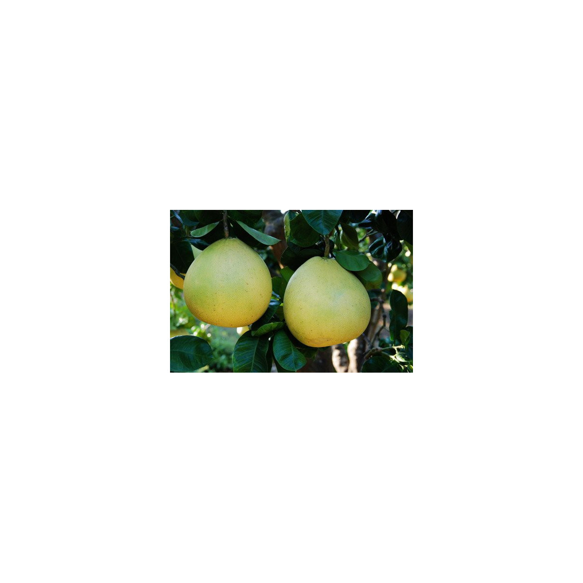 Pamplemousse 'Shaddock' - Citrus maxima