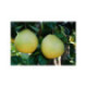Pamplemousse 'Shaddock' - Citrus maxima