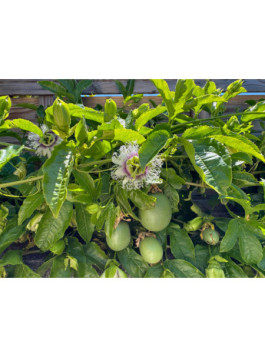 Passiflore flame ruby - Passiflora edulis -