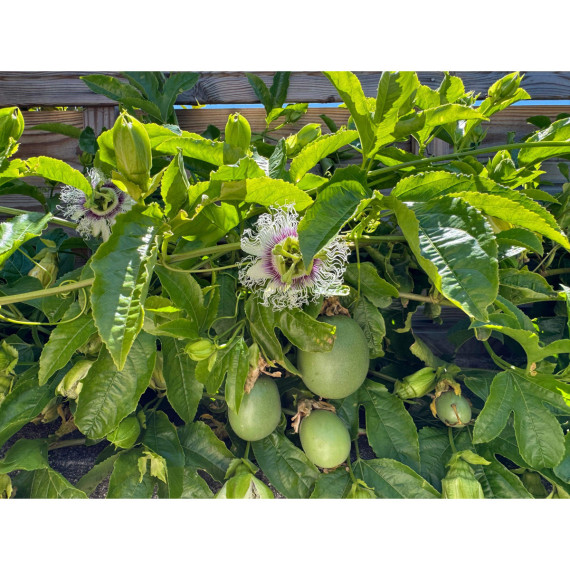 Passiflore flame ruby - Passiflora edulis -