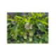 Passiflore flame ruby - Passiflora edulis -