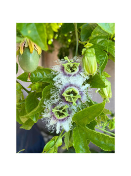 Passiflore flame ruby - Passiflora edulis -