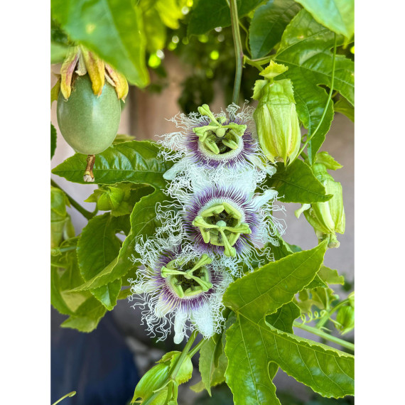 Passiflore flame ruby - Passiflora edulis -